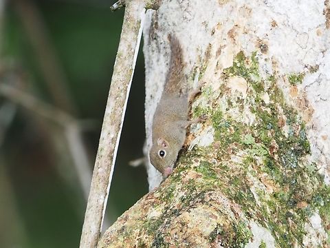 Least Pygmy Squirrel - Exilisciurus exilis  Exilisciurus exilis,Least Pygmy Squirrel,Malaysia,Pygmy Squirrel,Sabah,Squirrel