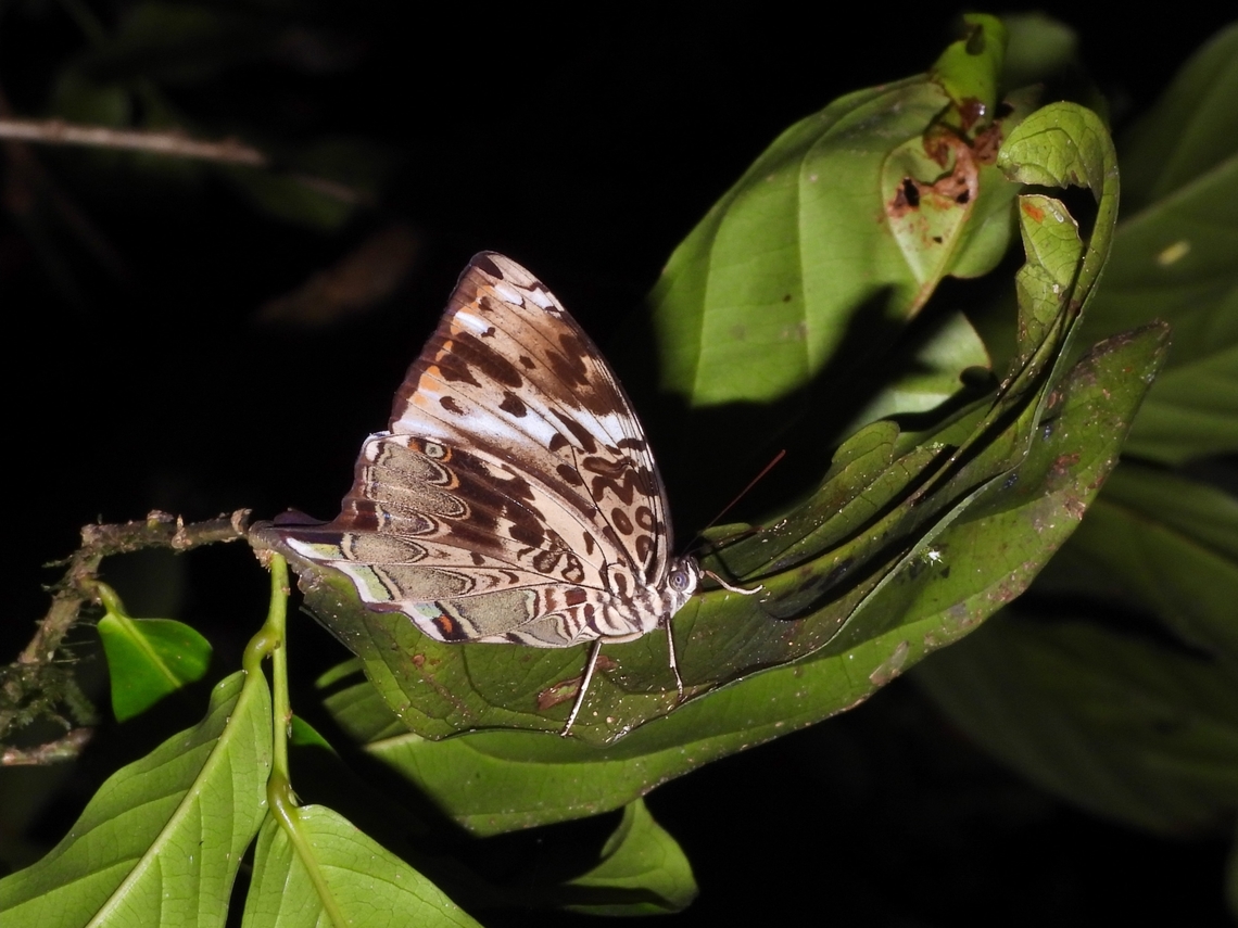 Blue Begum - Prothoe franck            Blue Begum,Butterfly,Malaysia,Prothoe franck,Sabah