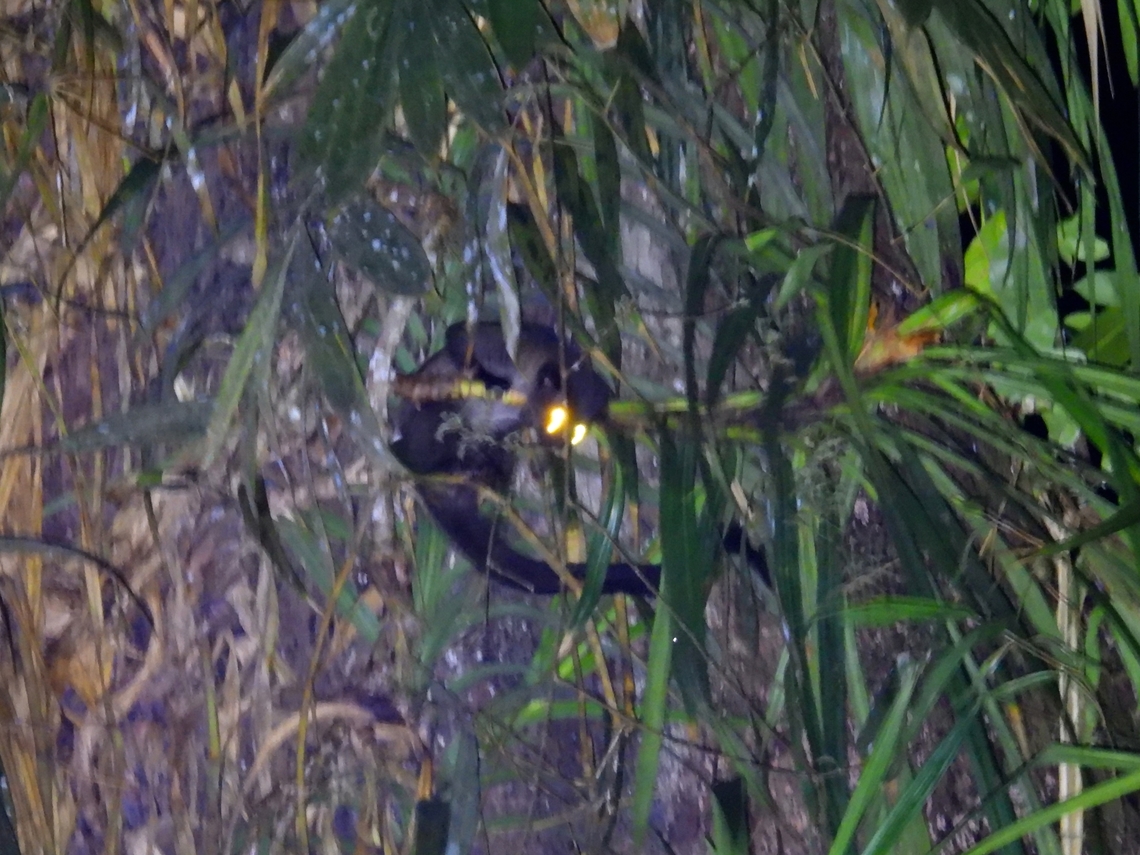 Eye-shine Always a challenge to get a picture of them when they are high up like 25-30 meters in the tree, at night.<br />
But it is their eye-shine that gives them away. Common Palm Civet,Malaysia,Paradoxurus philippinensis,Sabah