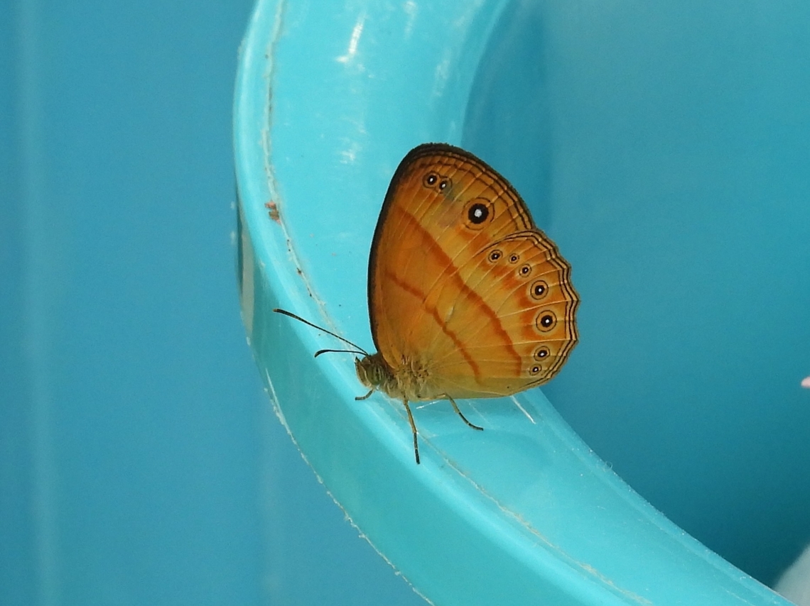 Eliot's Bushbrown - Mycalesis patiana            Bushbrown,Butterfly,Eliot's Bushbrown,Malaysia,Mycalesis patiana,Sabah