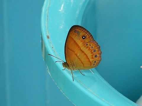 Eliot's Bushbrown - Mycalesis patiana            Bushbrown,Butterfly,Eliot's Bushbrown,Malaysia,Mycalesis patiana,Sabah