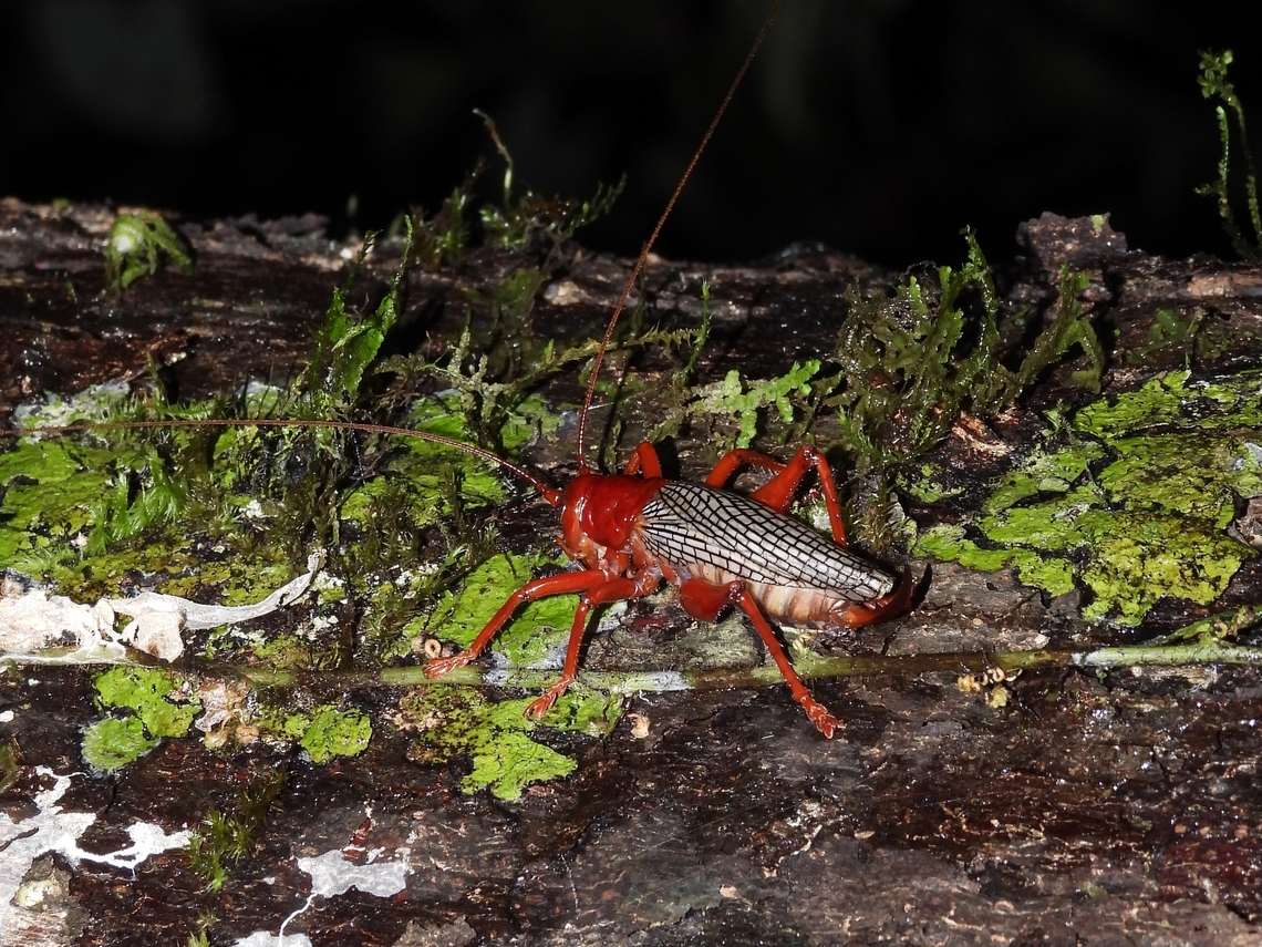 Raspy Cricket - Phlebogryllacris venosa            Cricket,Malaysia,Phlebogryllacris venosa,Raspy Cricket,Sabah