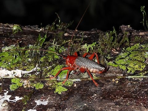 Raspy Cricket - Phlebogryllacris venosa            Cricket,Malaysia,Phlebogryllacris venosa,Raspy Cricket,Sabah