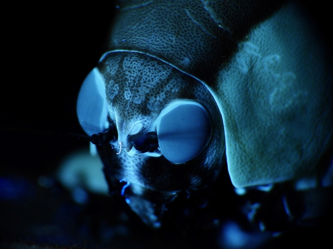 Blue Eyes! Close-up of they eyes under UV lighting. Dysmorpha obesa,Katydid,Malaysia,Sabah,Ultra Violet Light