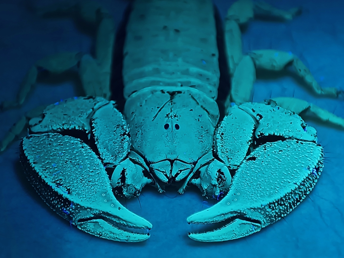 Lobster? Dwarf Wood Scorpion - Liocheles australasiae, under UV lighting.<br />
<br />
Have noticed that it is much easier to take decent pictures under UV lighting using mobile phones as they have good auto settings without flash, and for pics under UV lighting, you don't need flash. Dwarf Wood Scorpion,Liocheles australasiae,Malaysia,Sabah,Scorpion,Ultra Violet Light,Wood Scorpion