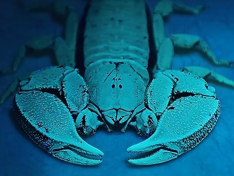 Lobster? Dwarf Wood Scorpion - Liocheles australasiae, under UV lighting.

Have noticed that it is much easier to take decent pictures under UV lighting using mobile phones as they have good auto settings without flash, and for pics under UV lighting, you don't need flash. Dwarf Wood Scorpion,Liocheles australasiae,Malaysia,Sabah,Scorpion,Ultra Violet Light,Wood Scorpion