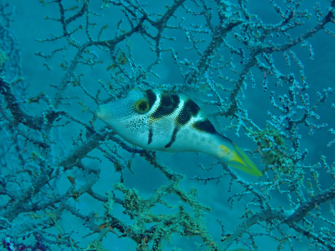 Mimic Filefish - Paraluteres prionurus  Blacksaddle Filefish,Filesfish,Fish,Mabul,Malaysia,Mimic Filefish,Paraluteres prionurus,Sabah