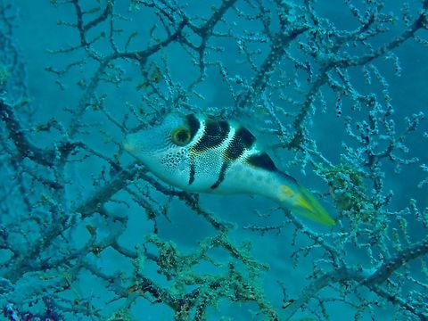 Mimic Filefish - Paraluteres prionurus  Blacksaddle Filefish,Filesfish,Fish,Mabul,Malaysia,Mimic Filefish,Paraluteres prionurus,Sabah