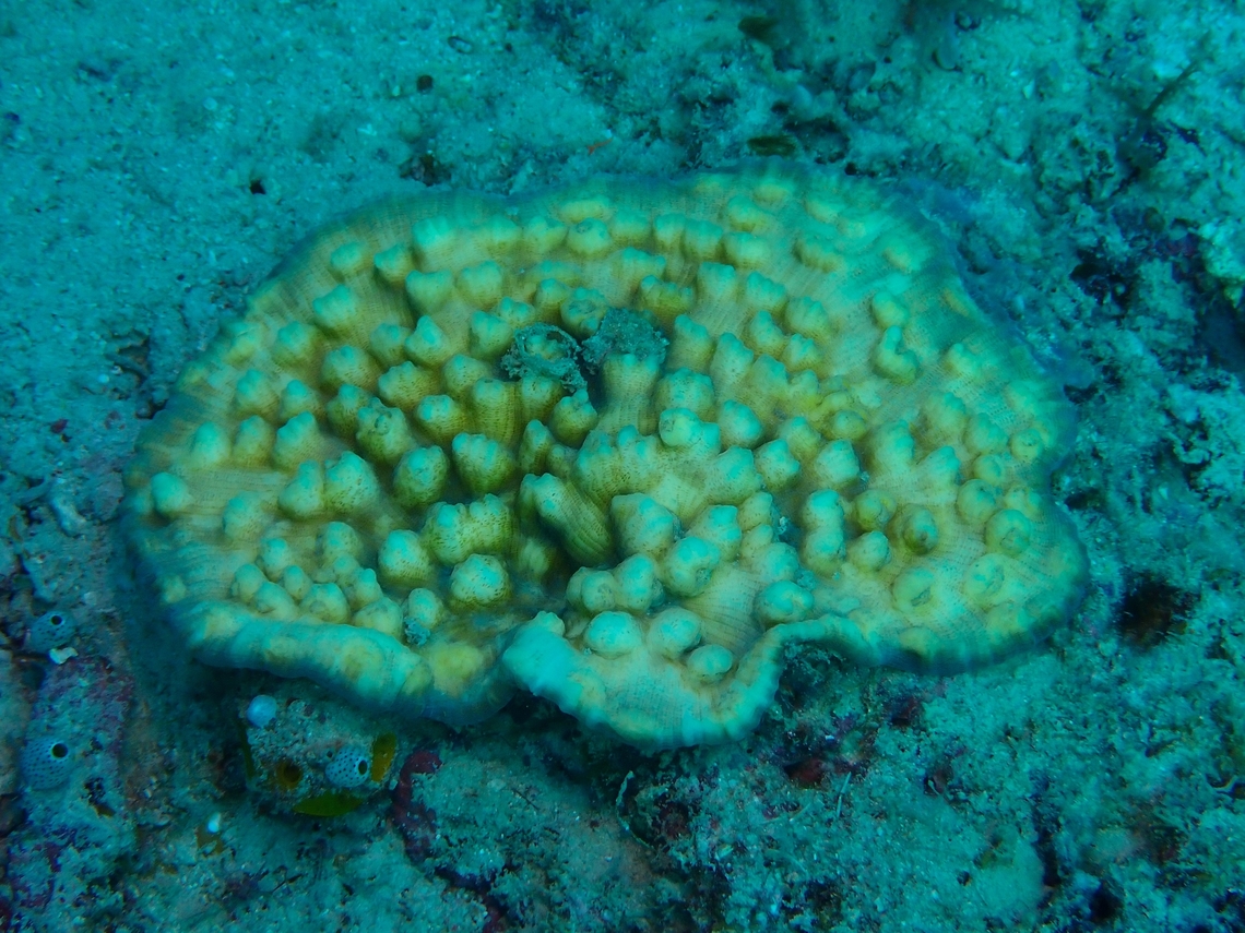 Stony Corals - Mycedium elephantotus  Chinese Lettuce Coral,Coral,Mabul,Malaysia,Mycedium elephantotus,Sabah,Stony Coral