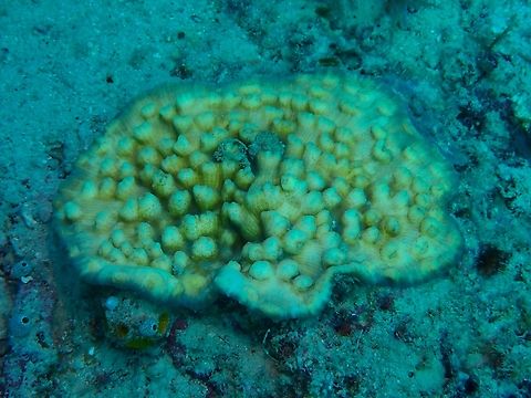 Chinese Lettuce Coral