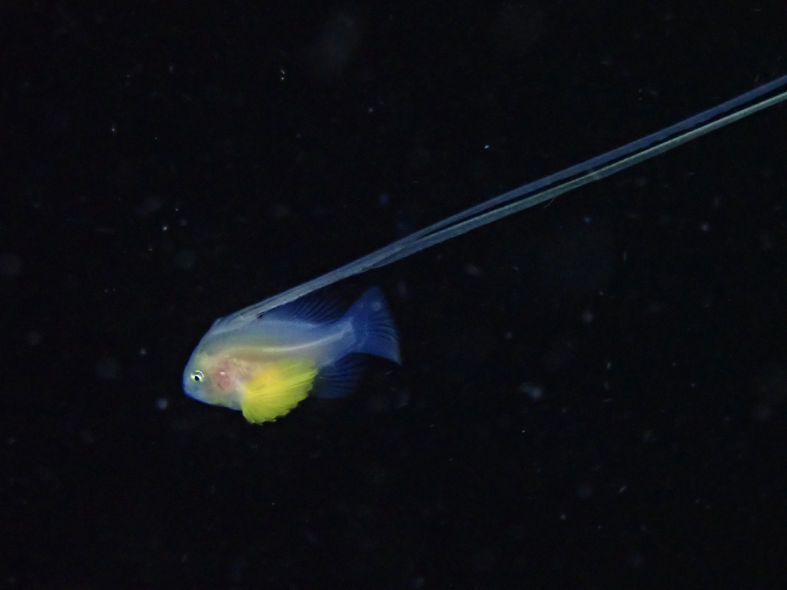 Juvenile Barred Soapfish - Diploprion bifasciatus Seen during black water dive, possibly a juvenile of Barred Soapfish.<br />
<br />
Ref : <a href="https://www.reeflex.net/tiere/3060_Diploprion_bifasciatum.htm" rel="nofollow">https://www.reeflex.net/tiere/3060_Diploprion_bifasciatum.htm</a> Anilao,Barred Soapfish,Batangas,Diploprion bifasciatum,Diploprion bifasciatus,Fish,Philippines,Soapfish