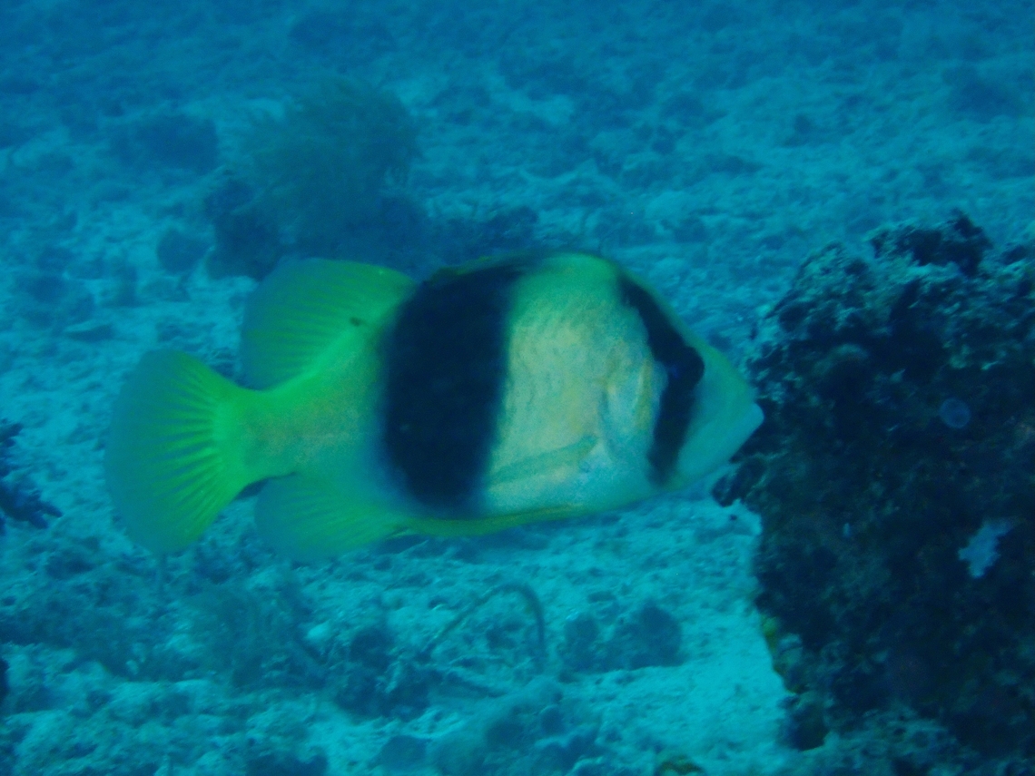Barred Soapfish - Diploprion bifasciatus  Barred Soapfish,Diploprion bifasciatum,Diploprion bifasciatus,Fish,Mabul,Malaysia,Sabah