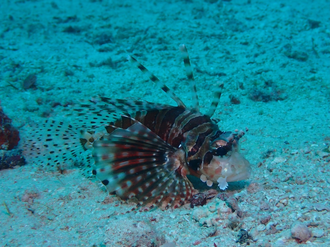 Zebra Lionfish - Dendrochirus zebra  Dendrochirus zebra,Fish,Lionfish,Mabul,Malaysia,Sabah,Zebra Lionfish