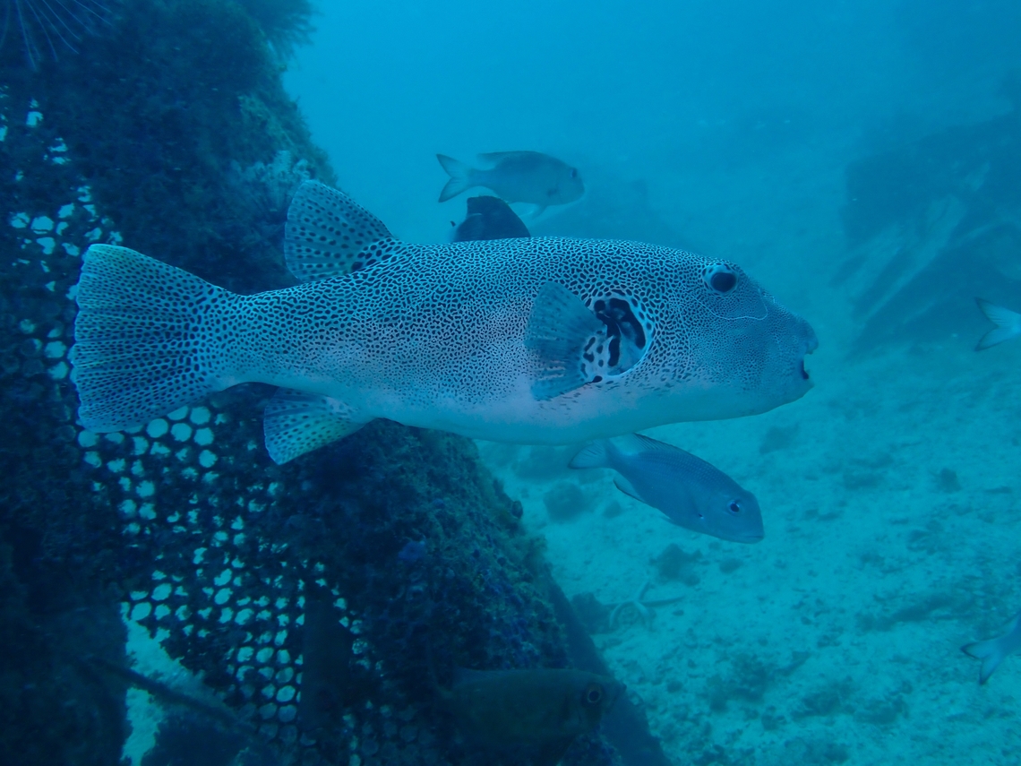 Starry Puffer - Arothron stellatus  Arothron stellatus,Fish,Mabul,Malaysia,Pufferfish,Sabah,Starry Puffer