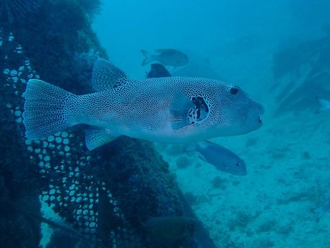 Starry Puffer - Arothron stellatus  Arothron stellatus,Fish,Mabul,Malaysia,Pufferfish,Sabah,Starry Puffer