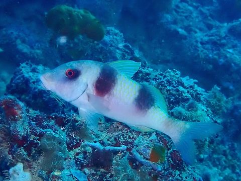 Manybar Goatfish - Parupeneus multifasciatus  Fish,Goatfish,Mabul,Malaysia,Manybar Goatfish,Parupeneus multifasciatus,Sabah