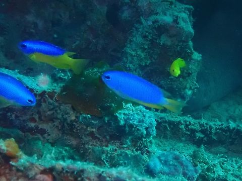 Neon Damselfish - Pomacentrus coelestis  Damselfish,Fish,Mabul,Malaysia,Neon Damselfish,Pomacentrus coelestis,Sabah