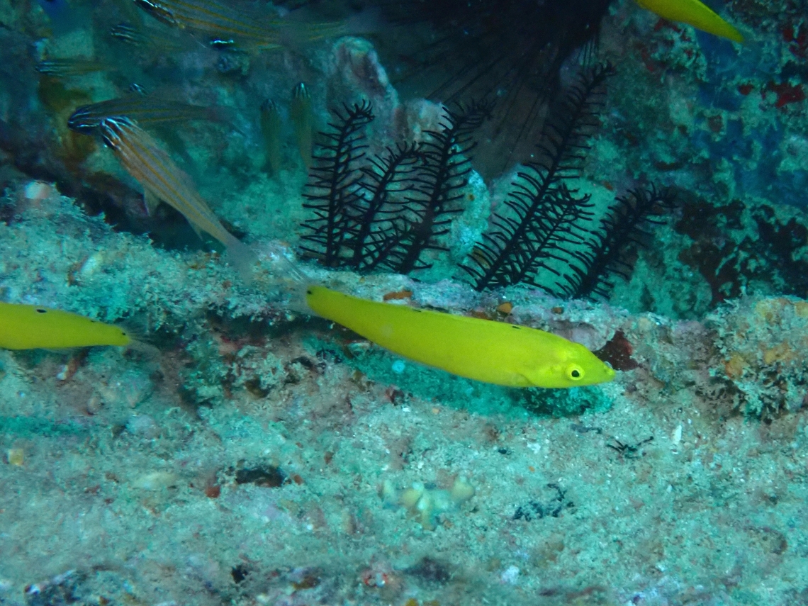 Canary Wrasse - Halichoeres chrysus  Canary Wrasse,Fish,Halichoeres chrysus,Mabul,Malaysia,Sabah,Wrasse