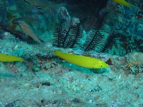 Canary Wrasse - Halichoeres chrysus  Canary Wrasse,Fish,Halichoeres chrysus,Mabul,Malaysia,Sabah,Wrasse