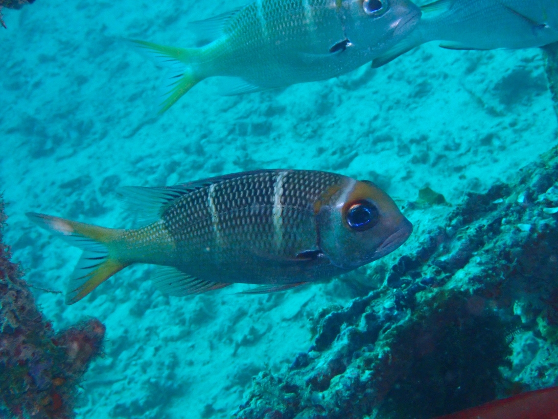 Redfin Bream - Monotaxis heterodon  Bream,Fish,Mabul,Malaysia,Monotaxis heterodon,Redfin Bream,Sabah