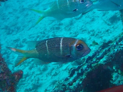 Redfin Bream - Monotaxis heterodon Bream,Fish,Mabul,Malaysia,Monotaxis heterodon,Redfin Bream,Sabah