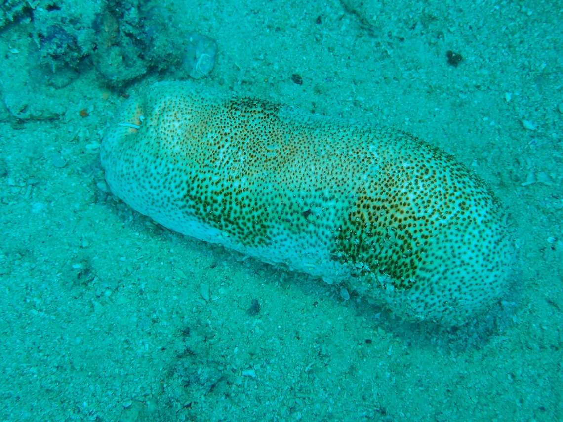 Sea Cucumber - Bohadschia vitiensis  Bohadschia vitiensis,Brown Sandfish,Mabul,Malaysia,Sabah,Sea Cucumber
