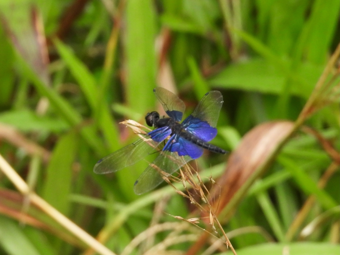 Sapphire Flutterer - Rhyothemis triangularis            Dragonfly,Malaysia,Rhyothemis triangularis,Sabah,Sapphire Flutterer