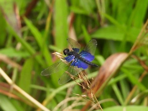 Sapphire Flutterer - Rhyothemis triangularis Dragonfly,Malaysia,Rhyothemis triangularis,Sabah,Sapphire Flutterer