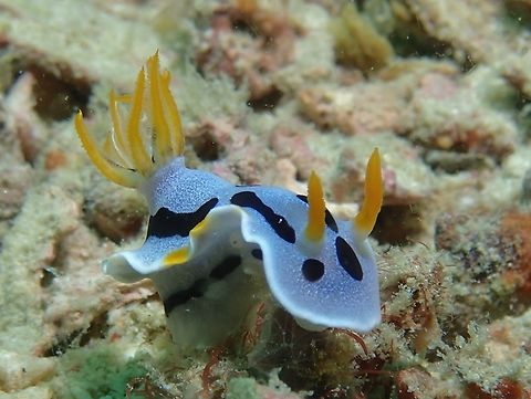 The True Dianae The true C.dianae has brownish/orangish markings on the side of it's body.
Specimens without this markings have been described as a new species, Chromodoris alcalai in 2020. Chromodoris dianae,Mabul,Malaysia,Nudibranch,Sabah