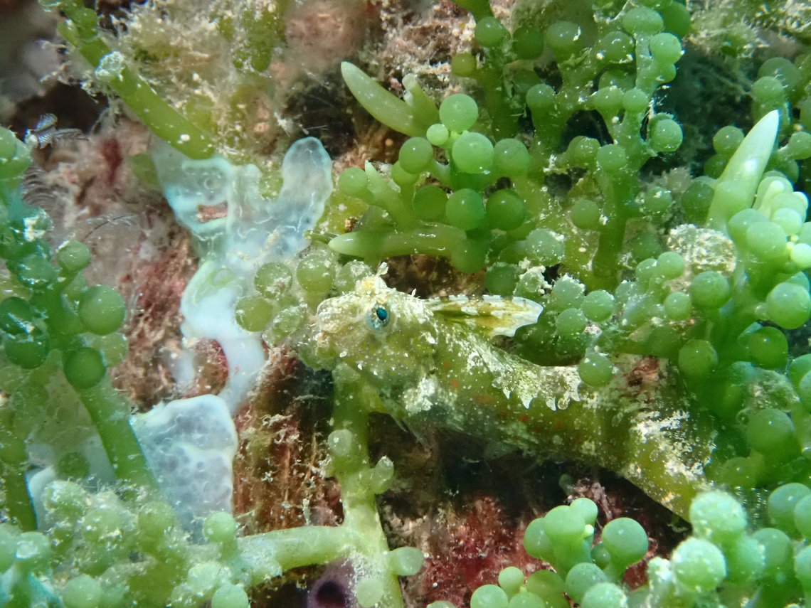 Crested Sabretooth Blenny - Petroscirtes mitratus  Blenny,Crested Sabretoth Blenny,Fish,Mabul,Malaysia,Petroscirtes mitratus,Sabah