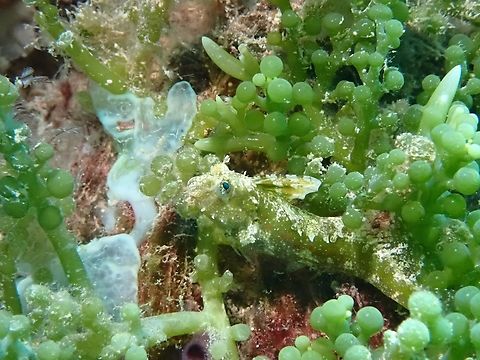 Crested Sabretooth Blenny - Petroscirtes mitratus  Blenny,Crested Sabretoth Blenny,Fish,Mabul,Malaysia,Petroscirtes mitratus,Sabah