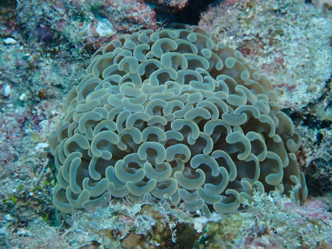Hammer Coral - Fimbriaphyllia ancora  Euphyllia ancora,Fimbriaphyllia ancora,mabul,malaysia,sabah