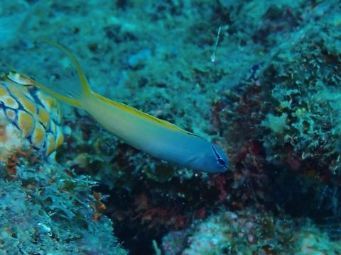 Yellowtail Fangblenny - Meiacanthus atrodorsalis  Blenny,Fangblenny,Fish,Mabul,Malaysia,Meiacanthus atrodorsalis,Sabah,Yellowtail Fangblenny