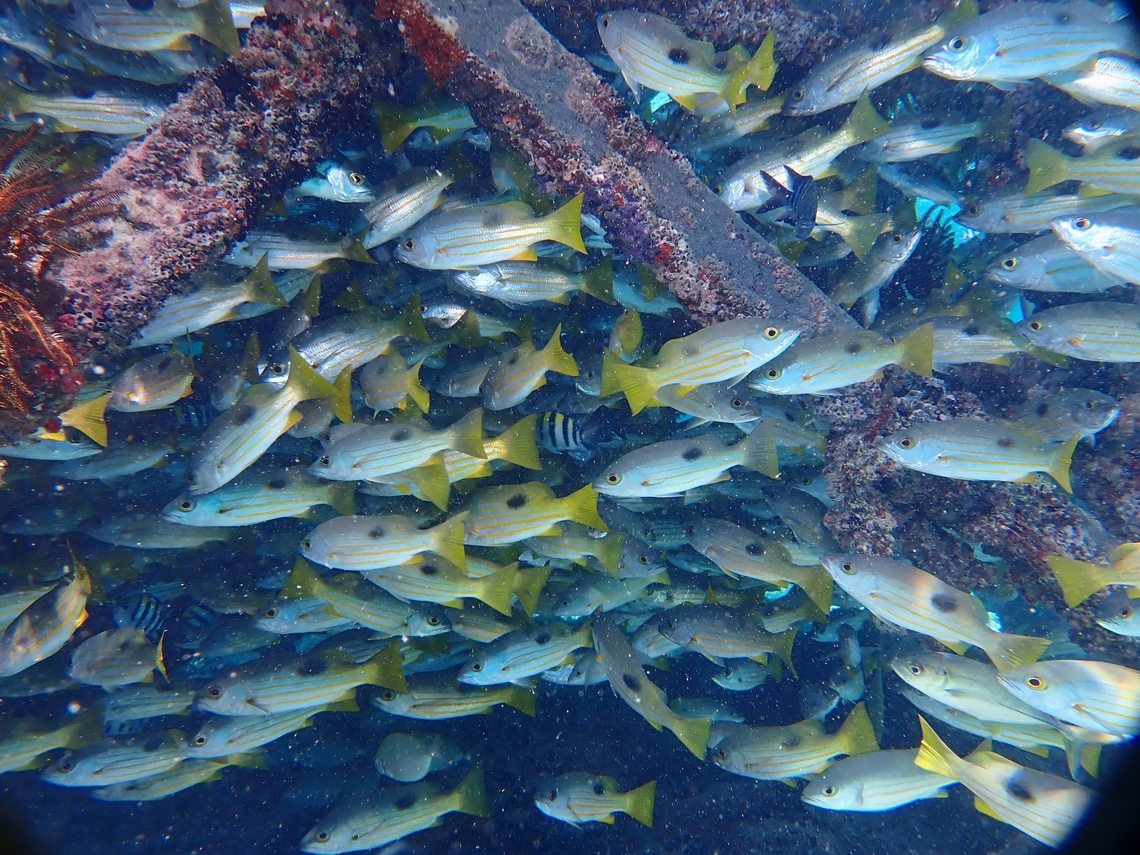 Blackspot Snapper - Lutjanus fulviflamma  Blackspot Snapper,Fish,Lutjanus fulviflamma,Mabul,Malaysia,Sabah,Snapper