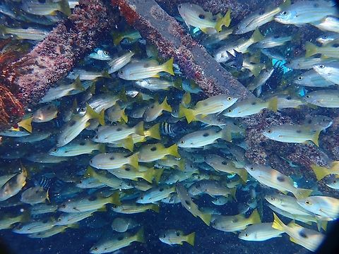 Blackspot Snapper - Lutjanus fulviflamma  Blackspot Snapper,Fish,Lutjanus fulviflamma,Mabul,Malaysia,Sabah,Snapper