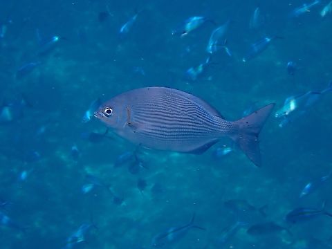 Brassy Drummer - Kyphosus vaigiensis  Brassy Drummer,Drummer,Fish,Kyphosus vaigiensis,Mabul,Malaysia,Sabah