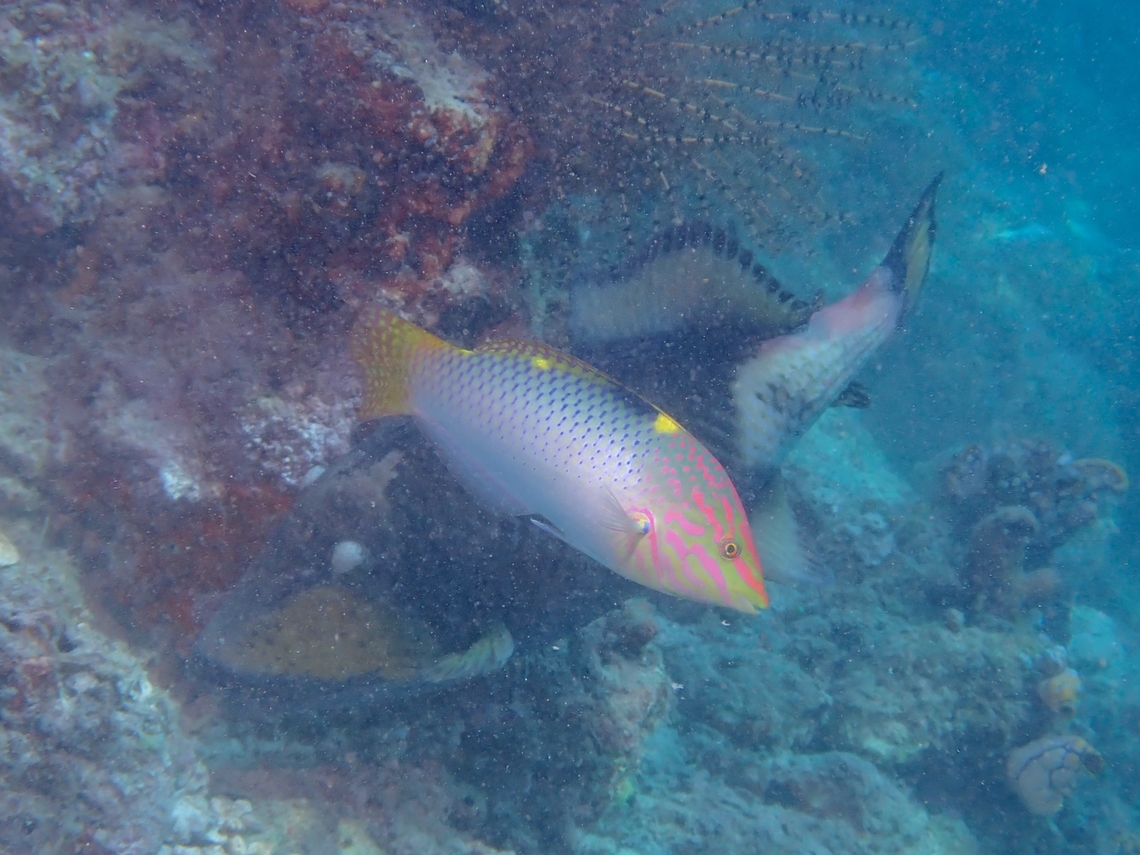 Photobomber  Checkerboard wrasse,Fish,Halichoeres hortulanus,Mabul,Malaysia,Sabah