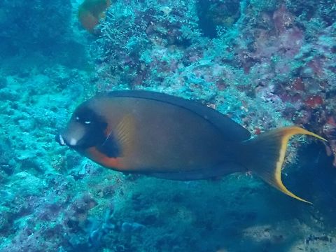 Mimic Surgeonfish - Acanthurus pyroferus  Acanthurus pyroferus,Fish,Mabul,Malaysia,Mimic Surgeonfish,Sabah,Surgeonfish