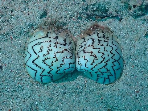 Zig Zag Venus Clam - Lioconcha castrensis  Clam,Lioconcha castrensis,Mabul,Malaysia,Sabah,Venus Clam,Zig Zag Venu Clam