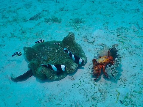 Showdown! Showdown between a family of Anemonefish and Hermit Crab Crab,Dardanus megistos,Hermit Crab,Mabul,Malaysia,Sabah,White-Spotted Hermit Crab