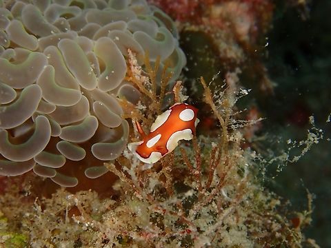 Nudibranch - Mexichromis pusilla  Mabul,Malaysia,Mexichromis pusilla,Nudibranch,Sabah