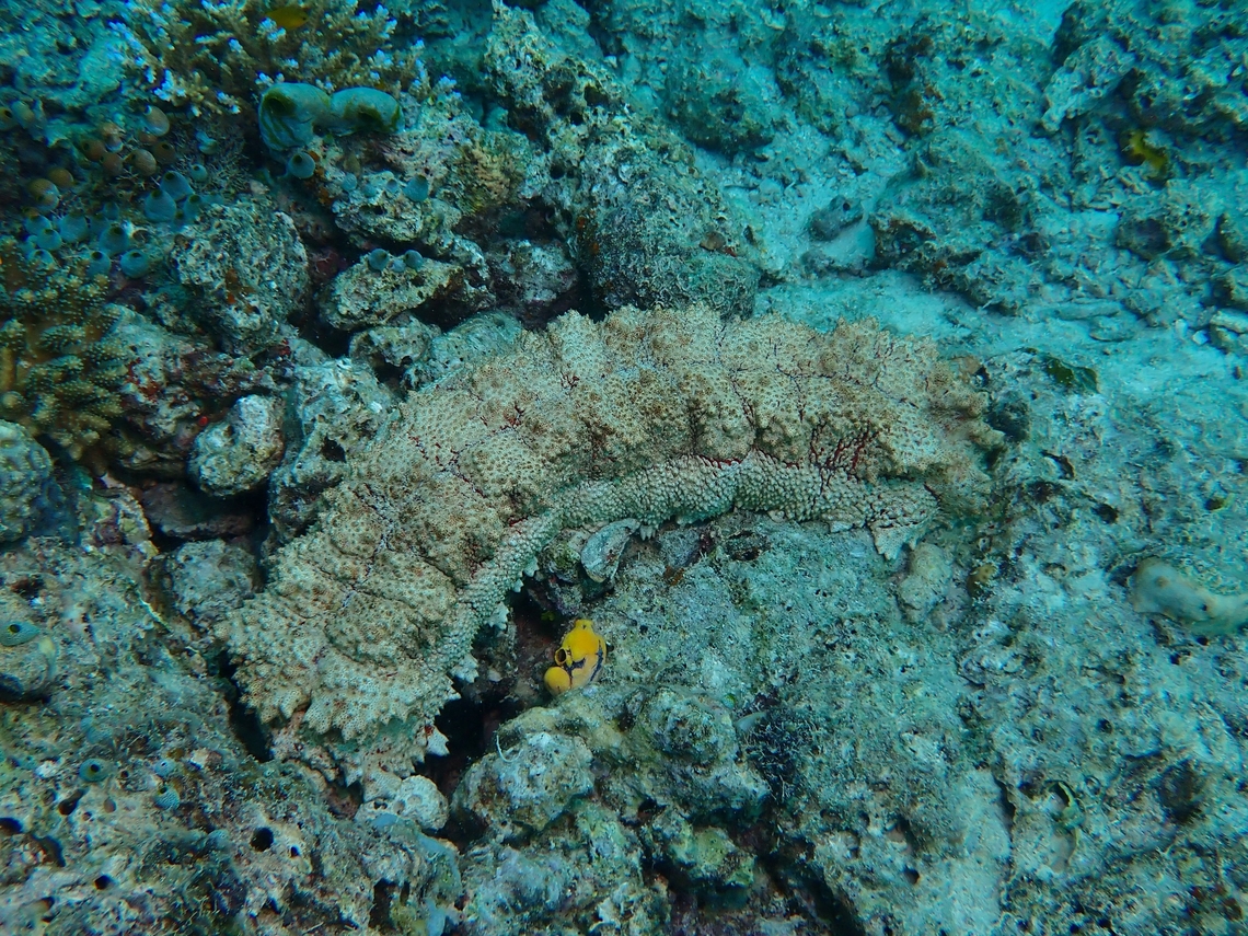 Sea Cucumber - Thelenota anax  Mabul,Malaysia,Sabah,Sea Cucumber,Thelenota anax