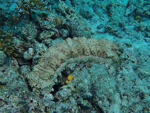 Sea Cucumber - Thelenota anax  Mabul,Malaysia,Sabah,Sea Cucumber,Thelenota anax