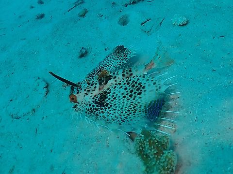Oriental Flying Gurnard - Dactyloptena orientalis  Dactyloptena orientalis,Fish,Flying Gurnard,Mabul,Malaysia,Oriental Flying Gurnard,Sabah