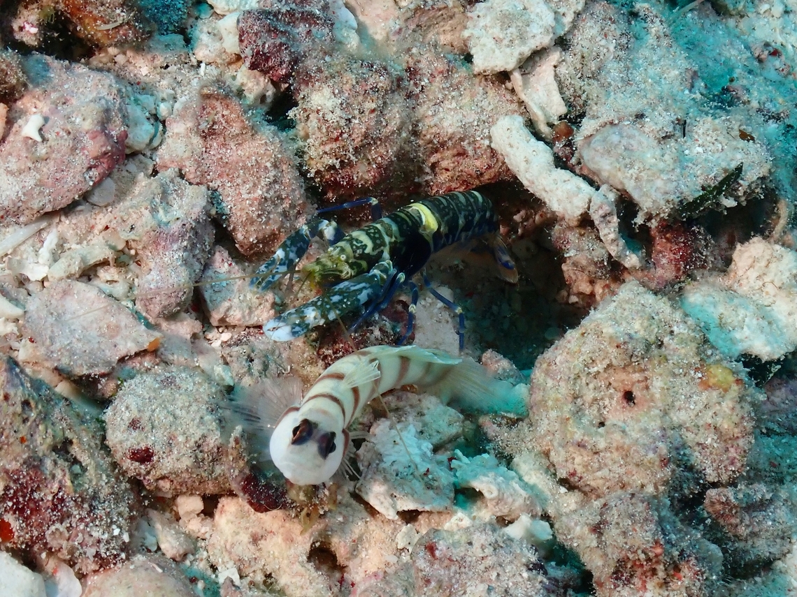 Shrimpgoby - Amblyeleotris steinitzi  Amblyeleotris steinitzi,Fish,Goby,Mabul,Malaysia,Sabah,Shrimpgoby