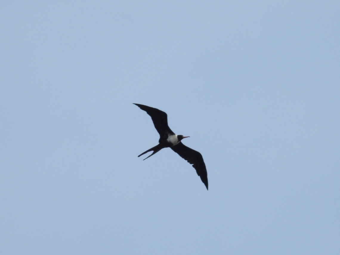 Lesser Frigatebird - Fregata ariel            Bird,Fregata ariel,Frigatebird,Lesser Frigatebird,Malaysia,Sabah