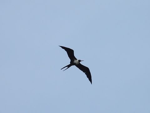 Lesser Frigatebird - Fregata ariel            Bird,Fregata ariel,Frigatebird,Lesser Frigatebird,Malaysia,Sabah