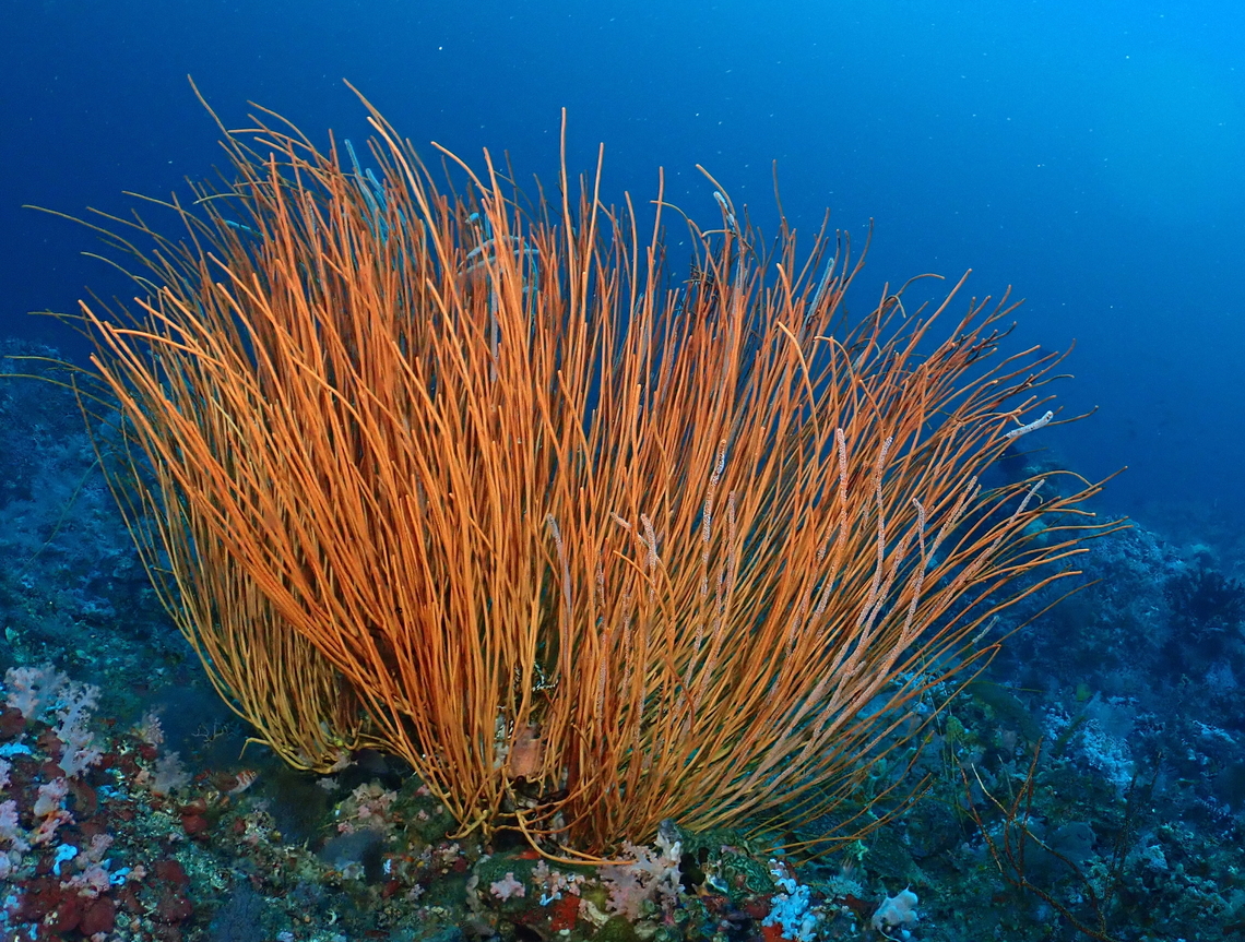 Sea Whips  Anilao,Batangas,Coral,Ellisella ceratophyta,Philippines,Sea Whips