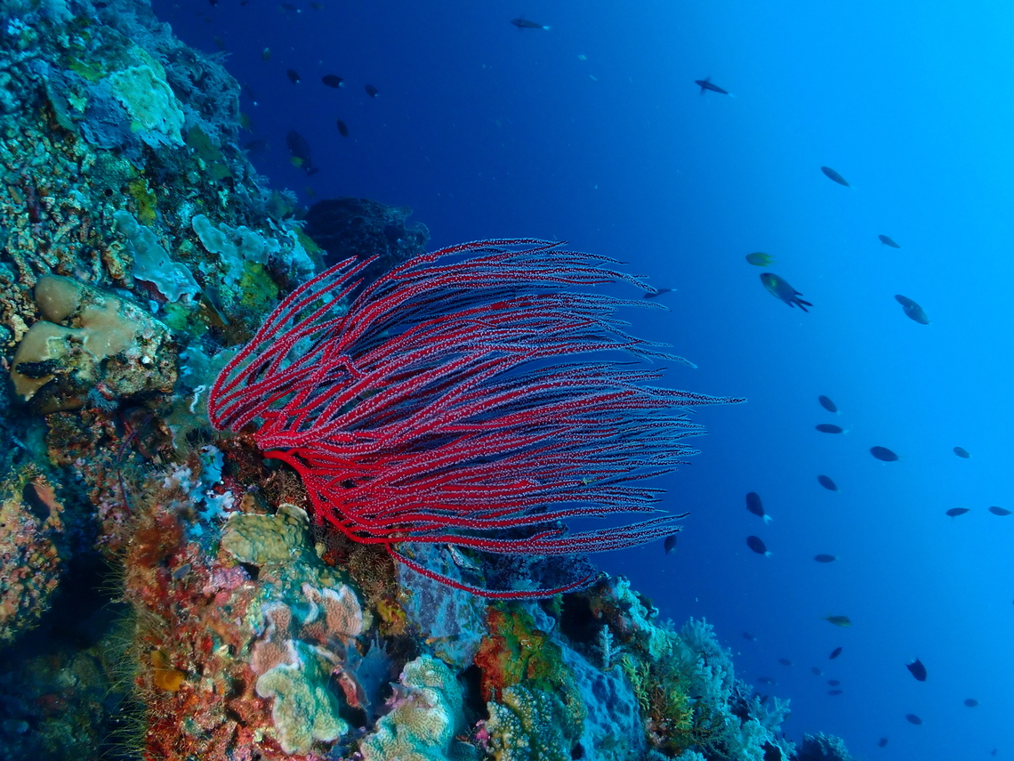 Sea Whips - Ellisella ceratophyta  Coral,Ellisella ceratophyta,Malaysia,Sabah,Sea Whips,Sipadan