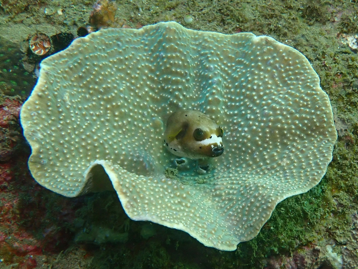 Salad Coral - Turbinaria mesenterina Observation on the Stony Coral, not the Pufferfish Anilao,Batangas,Coral,Philippines,Sals Coral,Stony Coral,Turbinaria mesenterina